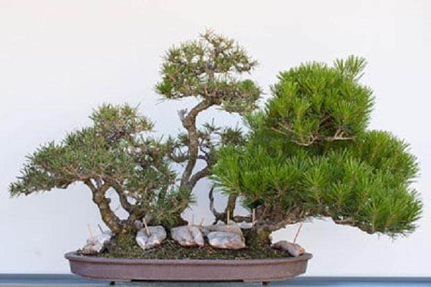 在6月9日左右放松两个松树盆景之后