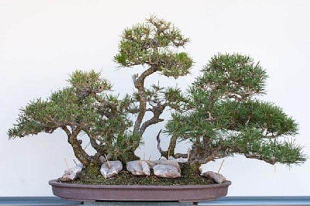 图解 如何修剪松树盆景的枝叶使其有平衡感