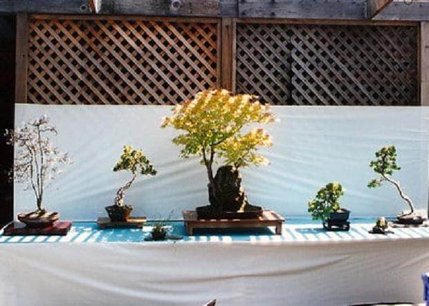 在这里修剪 - 我从盆景开始