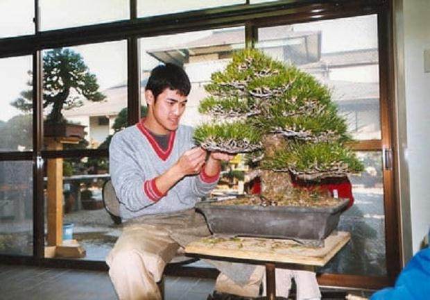 在这里修剪 - 我从盆景开始