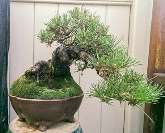 另一批来自同一批次的松木盆景 - 在过去的10年中以朋友的收藏品开发