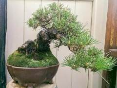 在这里修剪 - 我从盆景开始