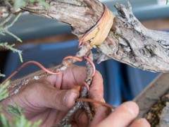 波特兰盆景村的成员演示盘扎