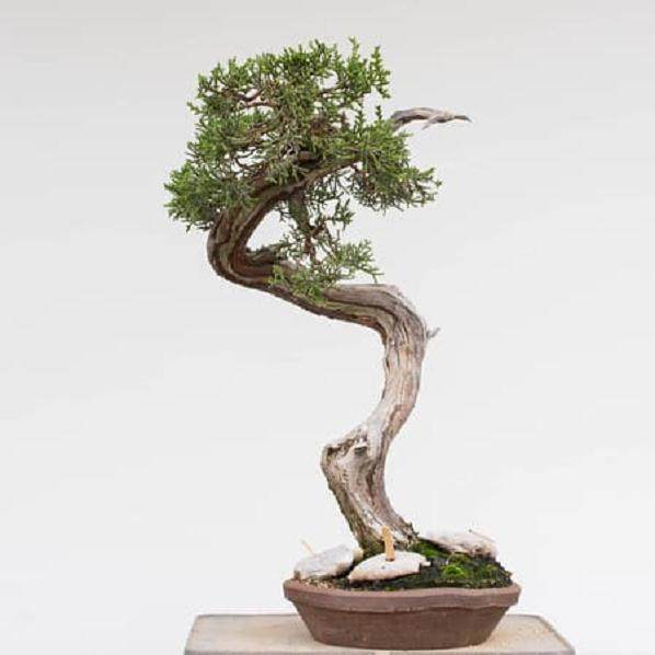 在夏季如何修剪西方杜松盆景？