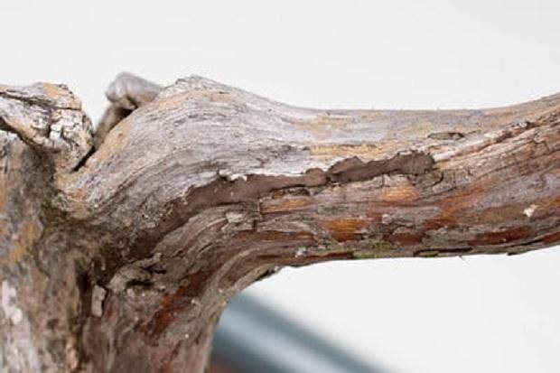 伤口密封胶接头