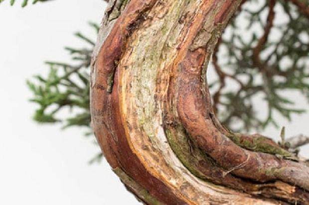 从躯干的弯曲部分移除伤口密封剂后。