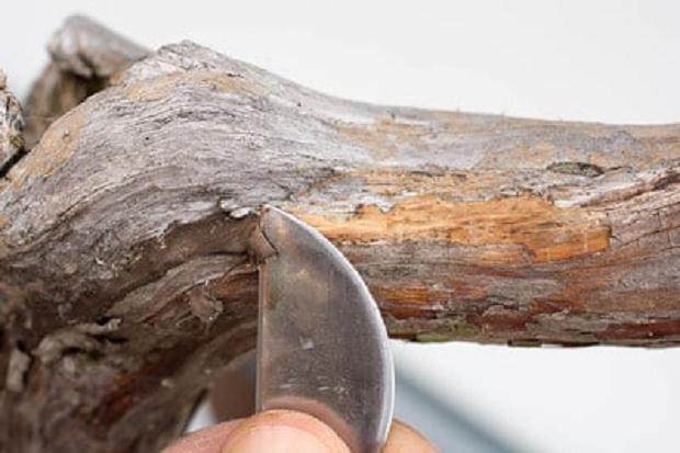 弯嘴钳末端用抹刀去除密封胶