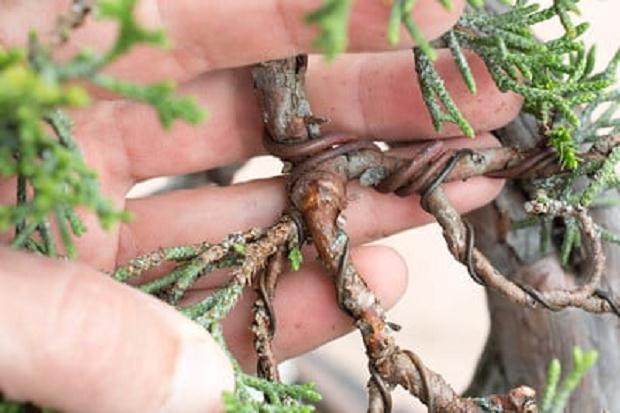 电线从上面看起来很好