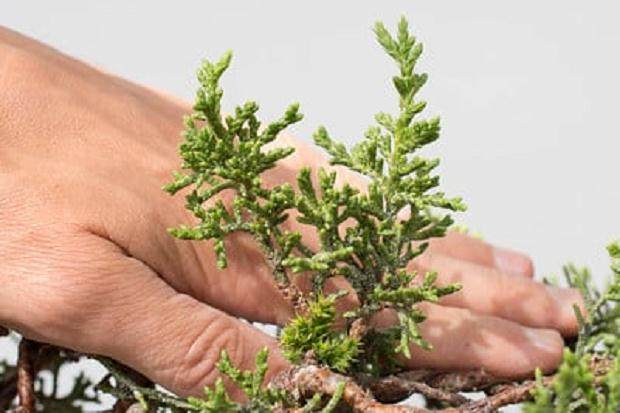 春季盆景的增长