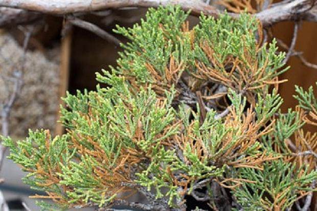 如何修剪盆景上发芽的旧枝条 图片