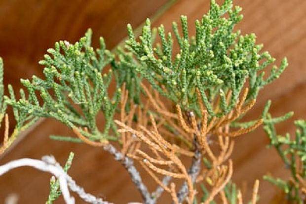 新的生长是绿色的，旧的针是棕色的