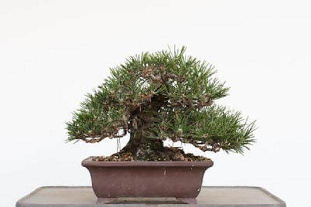 盆景去除春芽后