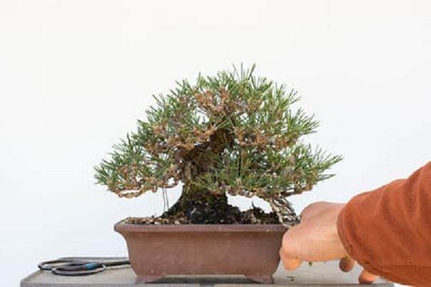 黑松盆景修剪