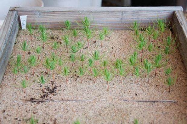 插苗的最好时间