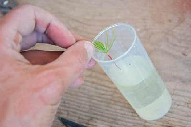 图解 激素对黑松盆景扦插发芽的影响