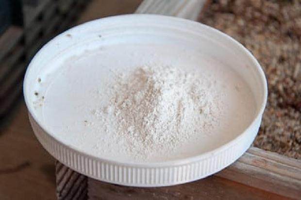 图解 激素对黑松盆景扦插发芽的影响