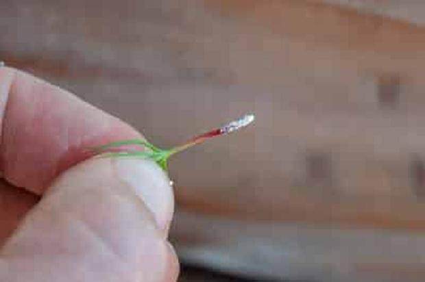 图解 激素对黑松盆景扦插发芽的影响