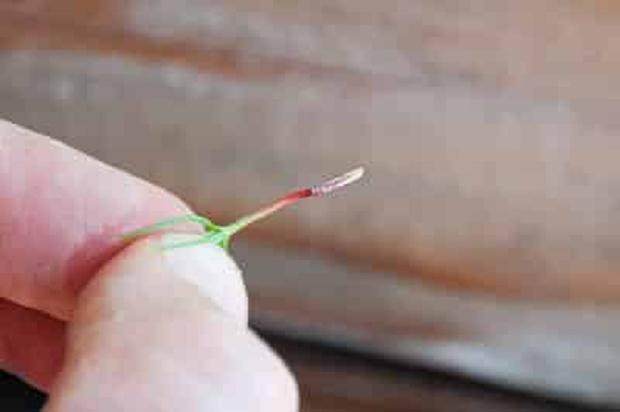 图解 激素对黑松盆景扦插发芽的影响