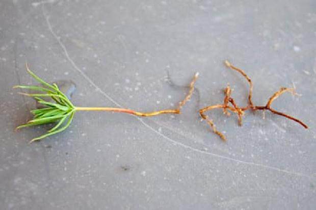 图解 激素对黑松盆景扦插发芽的影响