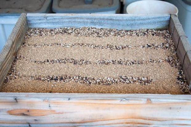 图解 激素对黑松盆景扦插发芽的影响