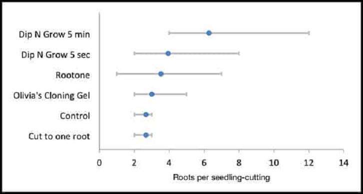 图解 激素对黑松盆景扦插发芽的影响