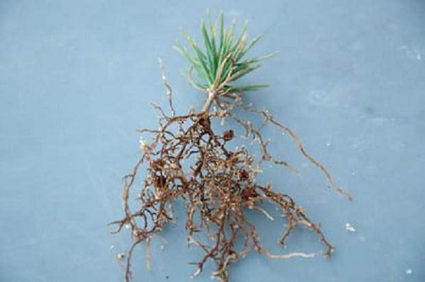 图解 激素对黑松盆景扦插发芽的影响