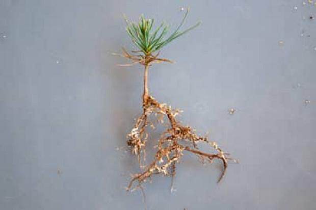 图S3。 控制标本。