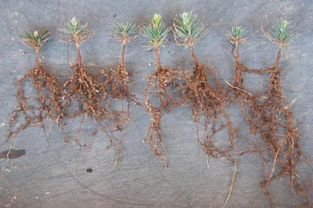 图解 激素对黑松盆景扦插发芽的影响