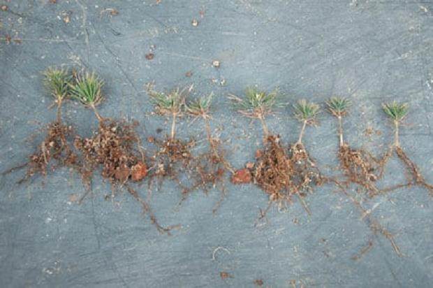 图解 激素对黑松盆景扦插发芽的影响