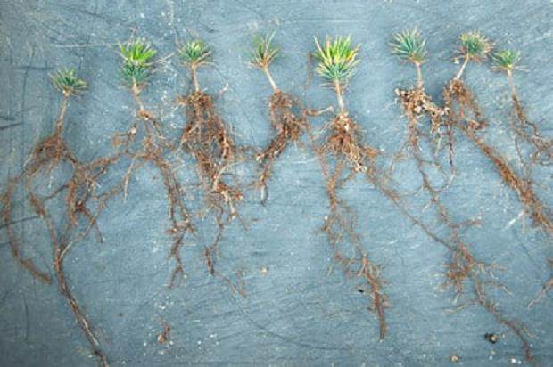 图解 激素对黑松盆景扦插发芽的影响