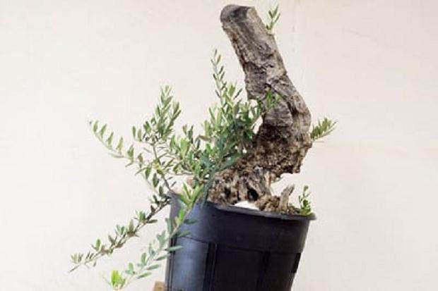 橄榄盆景 - 一年培训