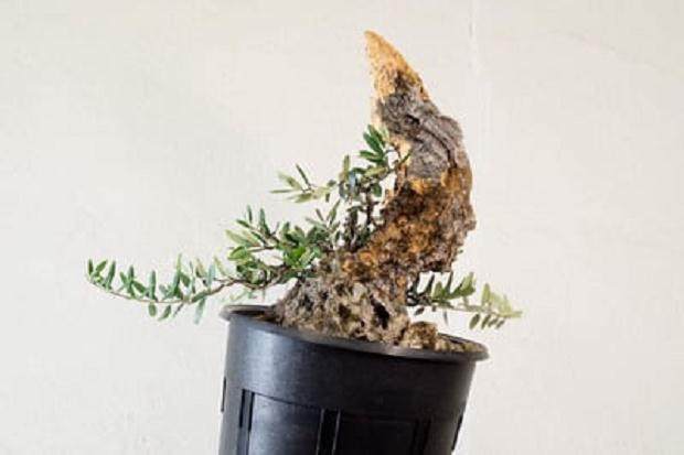 修剪后，布线和枯木工作 - 17.5&ldquo;