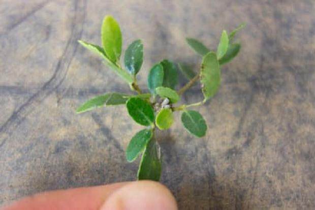 如何修剪野冬青盆景的分枝 图片