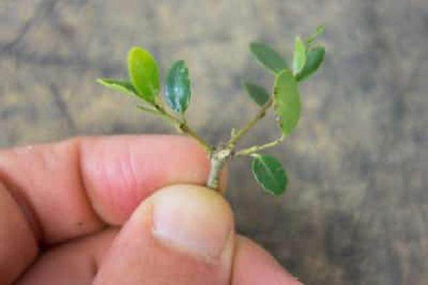 如何修剪野冬青盆景的分枝 图片