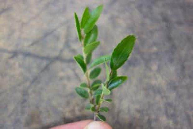 如何修剪野冬青盆景的分枝 图片