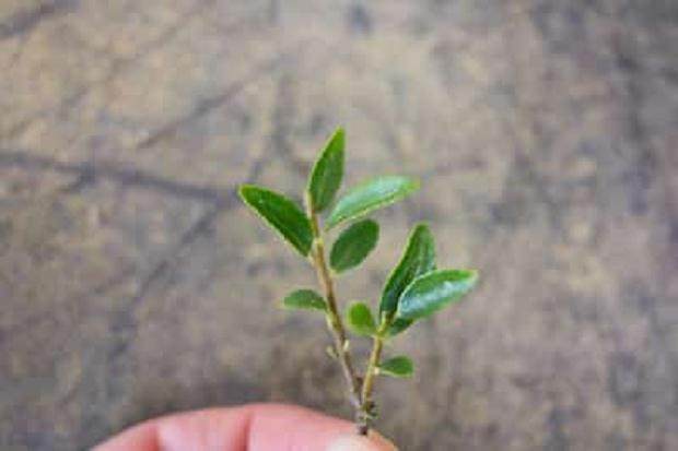 如何修剪野冬青盆景的分枝 图片