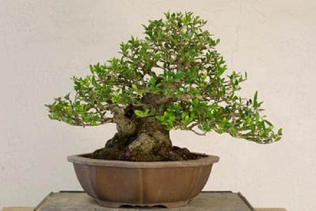 如何修剪野冬青盆景的分枝 图片