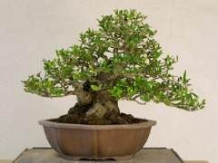 如何修剪野冬青盆景的分枝 图片