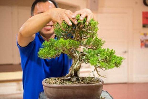 本月的湾岛盆景会议专注于盆景设计