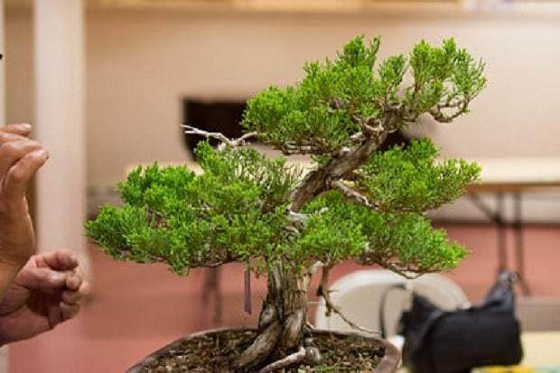 本月的湾岛盆景会议专注于盆景设计