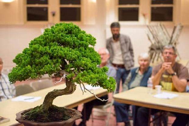 本月的湾岛盆景会议专注于盆景设计