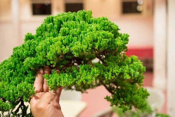 本月的湾岛盆景会议专注于盆景设计