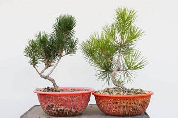 为什么我的盆景变黄了 图片