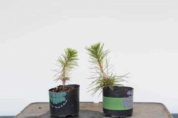 为什么我的盆景变黄了 图片