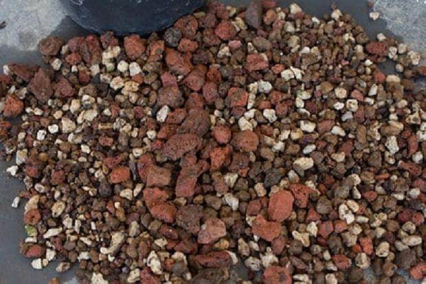 为什么我的盆景变黄了 图片