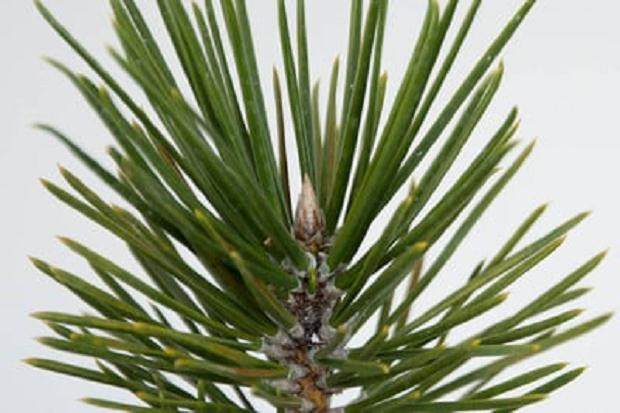 图解 如何分辨黑松盆景的好芽 坏芽