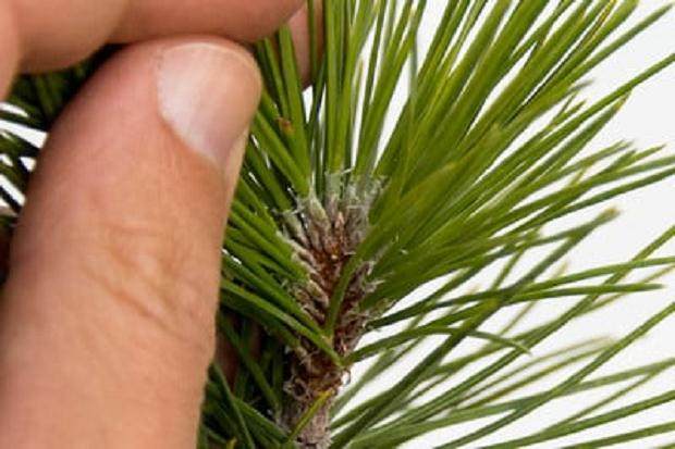 弱侧芽 - 你必须眯起眼睛才能看到它