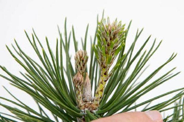 图解 盆景灌根后根蚜的后续处理1