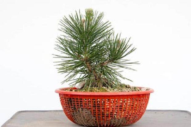 夏季拍摄2-1 / 2岁的黑松