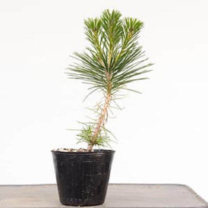 图解 盆景灌根后根蚜的后续处理1